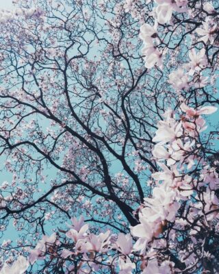 spring